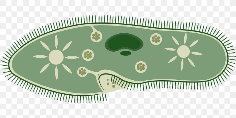 Microbiology Science Microorganism Unicellular Organism, PNG, 870x435px, Biology, Bacteria, Cell, Chemistry, Contractile Vacuole Download Free