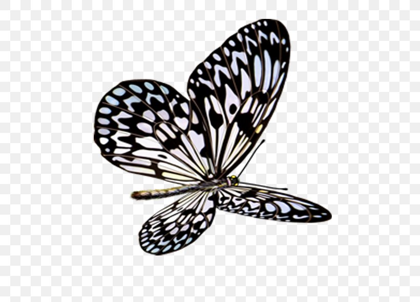 Butterfly Insect Icon, PNG, 591x591px, Butterfly, Animation, Arthropod,  Black And White, Blog Download Free
