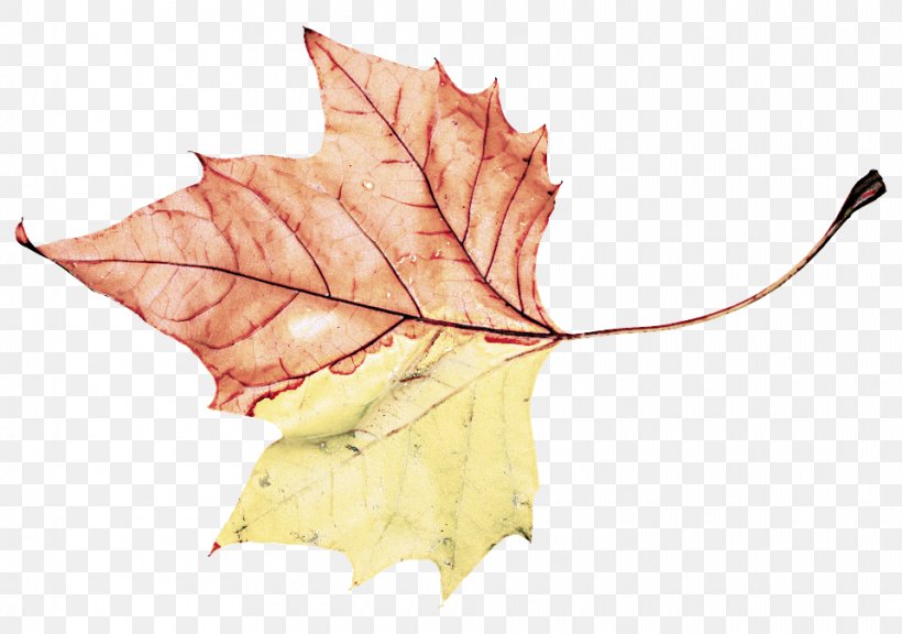 Maple Leaf, PNG, 960x675px, Leaf, Black Maple, Deciduous, Maple Leaf, Plane Download Free