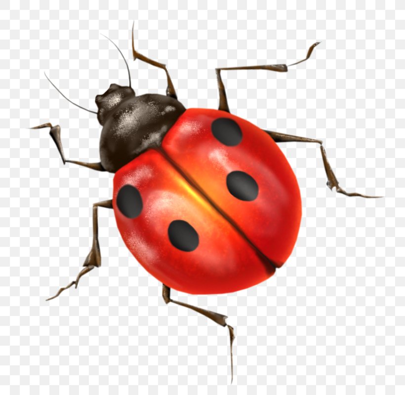 Beetle Ladybird Ladybird Clip Art, PNG, 784x800px, Beetle, Arthropod, Insect, Invertebrate, Ladybird Download Free