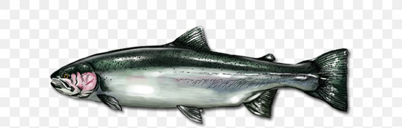 Coho Salmon Oily Fish Salmon As Food Marine Biology, PNG, 900x289px, Coho Salmon, Animal, Animal Figure, Biology, Bony Fish Download Free
