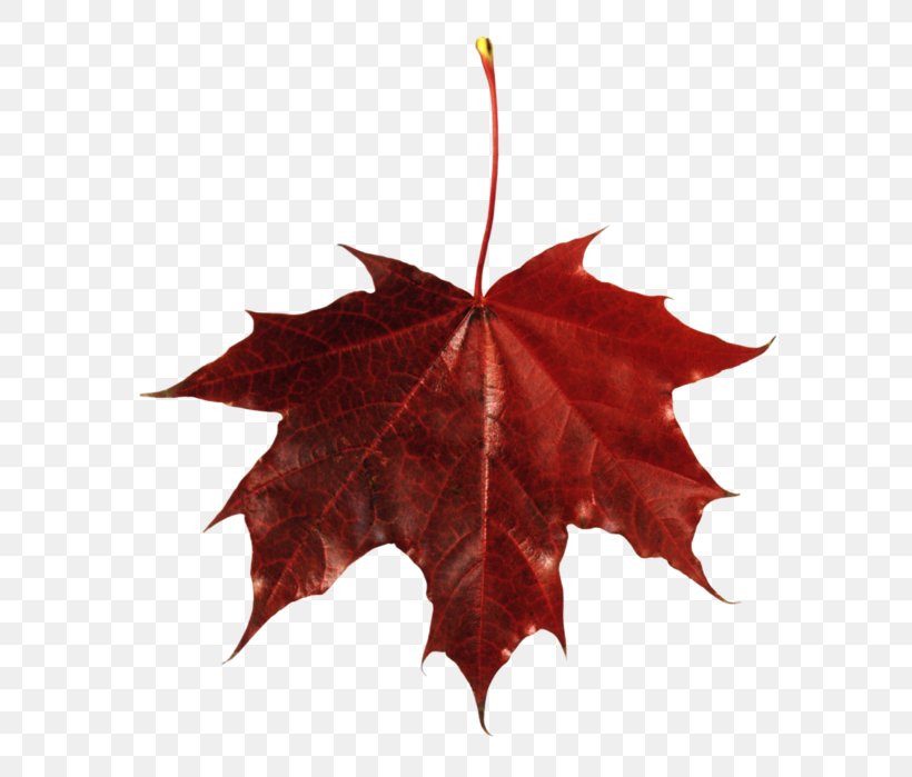 Maple Leaf Autumn Leaf Color Clip Art, PNG, 642x699px, Maple Leaf, Autumn, Autumn Leaf Color, Green, Image Resolution Download Free