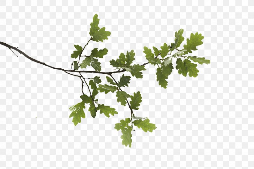 Swamp Spanish Oak English Oak White Oak Branch Leaf, PNG, 867x578px, Swamp Spanish Oak, Acorn, Branch, English Oak, Frog Hollow Green Group Inc Download Free