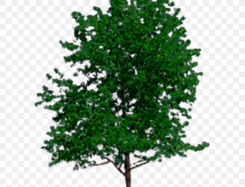 Tree Trunk VRML Wood, PNG, 1000x766px, Tree, Arborist, Bark, Branch, Felling Download Free
