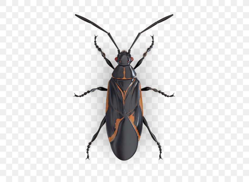 Boxelder Bug Software Bug Bed Bug Boxelder Maple Beta Tester, PNG, 425x600px, Boxelder Bug, Arthropod, Bed Bug, Beetle, Beta Tester Download Free