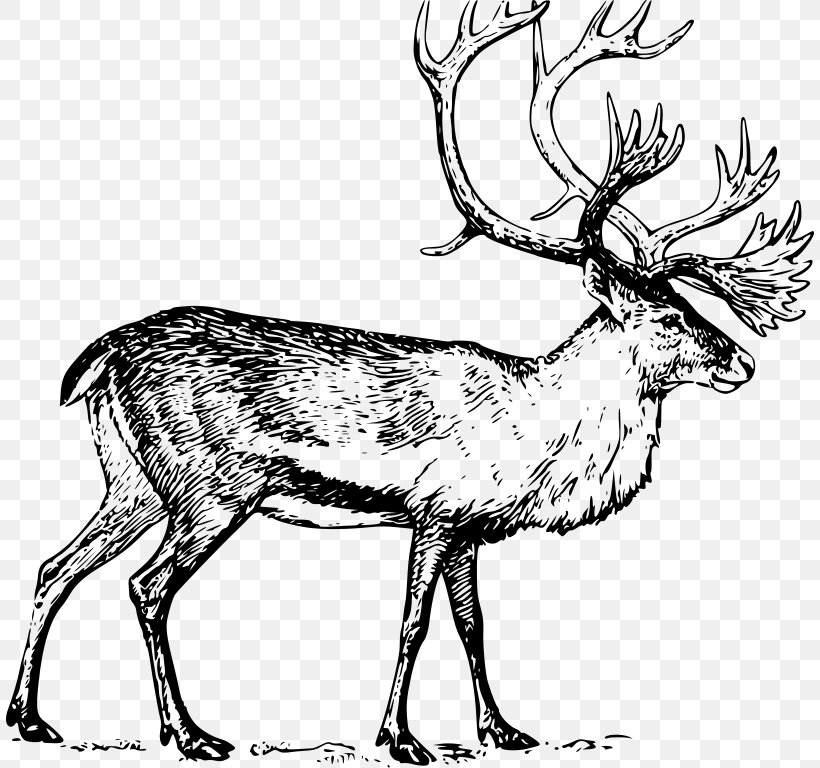 Deer Drawing Clip Art, PNG, 808x768px, Deer, Antler, Art, Black And White, Boreal Woodland Caribou Download Free