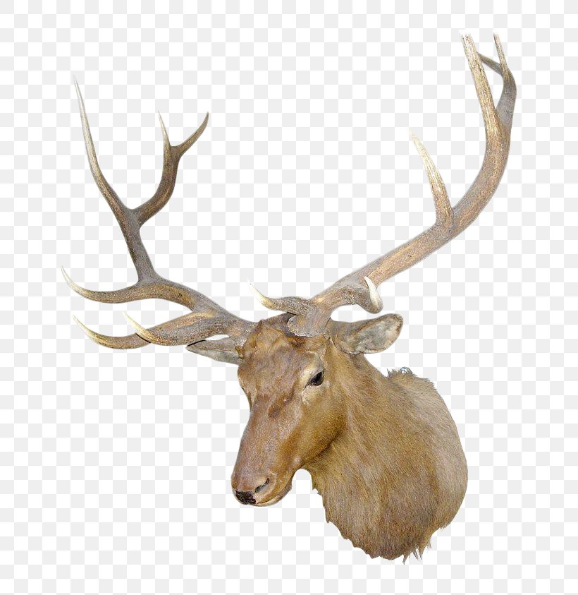 Irish Elk Antler White-tailed Deer, PNG, 720x843px, Elk, Animal, Antler, Country, Deer Download Free