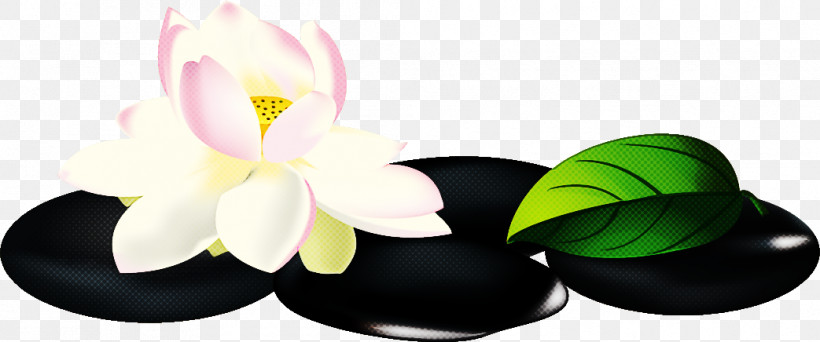 Lotus Flower, PNG, 1043x436px, Lotus Flower, Biology, Cut Flowers, Flower, Petal Download Free