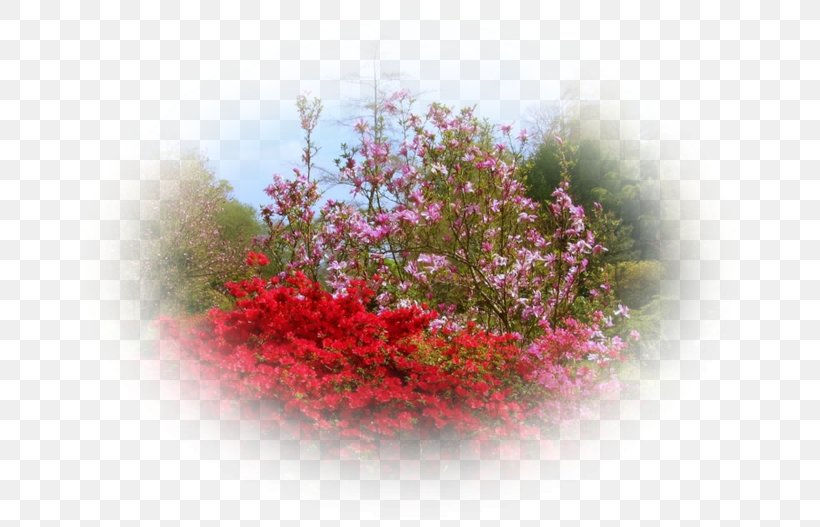 Shrub Pink M, PNG, 684x527px, Shrub, Blossom, Flora, Flower, Petal Download Free