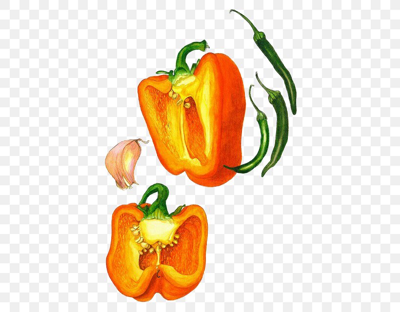 Botanical Illustration Drawing Botany Watercolor Painting Illustration, PNG, 428x640px, Botanical Illustration, Art, Artist, Bell Pepper, Bell Peppers And Chili Peppers Download Free