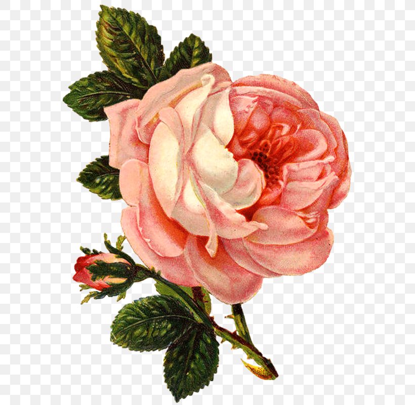 Flower Clip Art, PNG, 582x800px, Flower, Artificial Flower, Begonia, Cabbage Rose, Cut Flowers Download Free