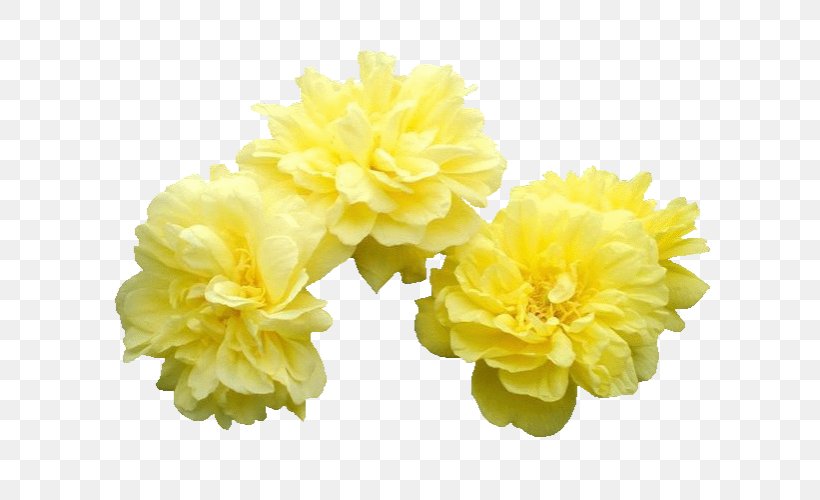 Flower Moutan Peony Icon, PNG, 699x500px, Flower, Author, Chrysanthemum, Cut Flowers, Floral Design Download Free