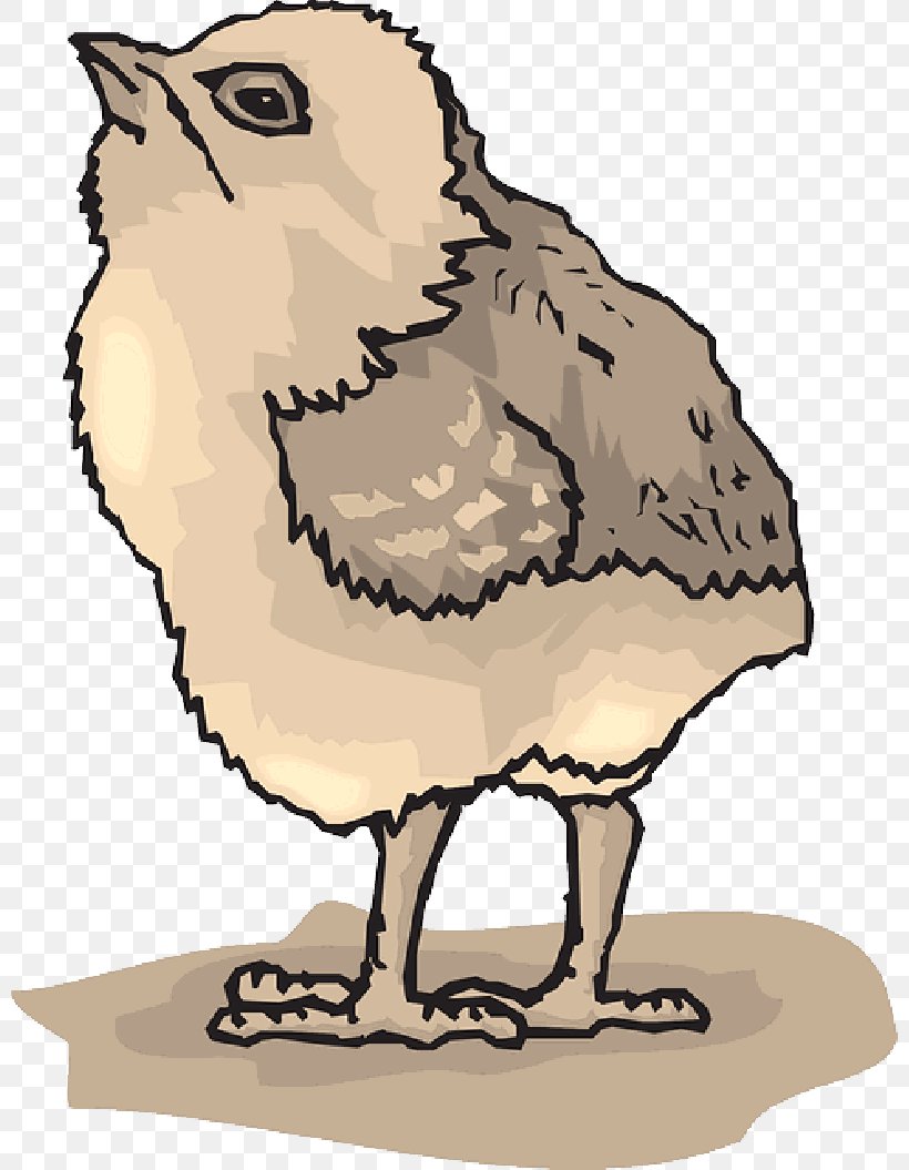 Chicken Bird Image Vector Graphics, PNG, 800x1055px, Chicken, Art, Beak, Bird, Drawing Download Free