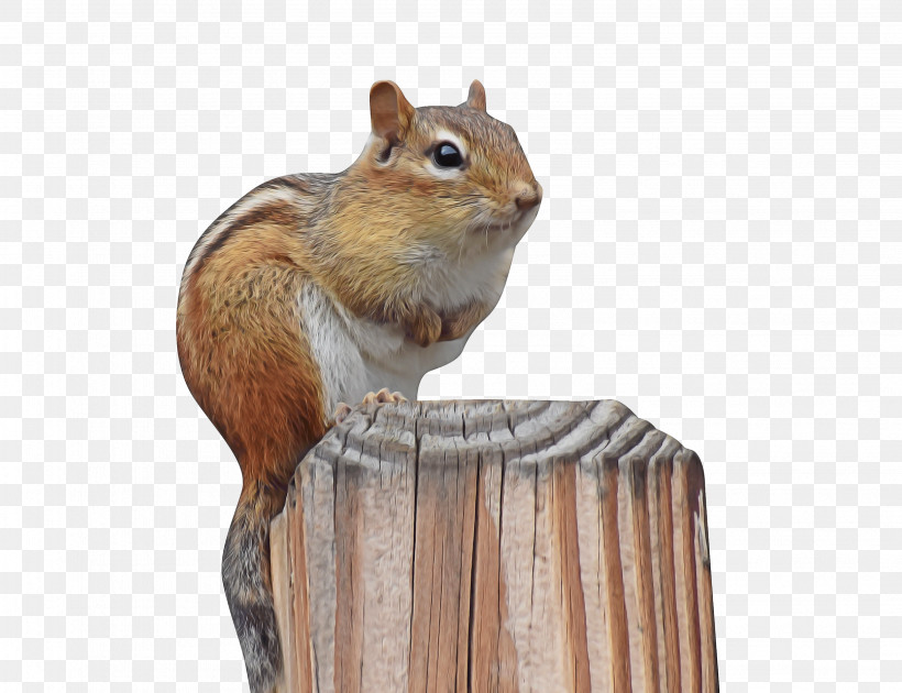 Chipmunks Squirrels Gerbils 02021 Snout, PNG, 3167x2435px, Chipmunks, Gerbils, Snout, Squirrels Download Free