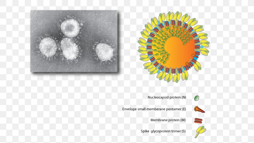 Domestic Pig Porcine Epidemic Diarrhea Virus Coronavirus, PNG, 668x463px, Pig, Brand, Coronavirus, Diarrhea, Domestic Pig Download Free