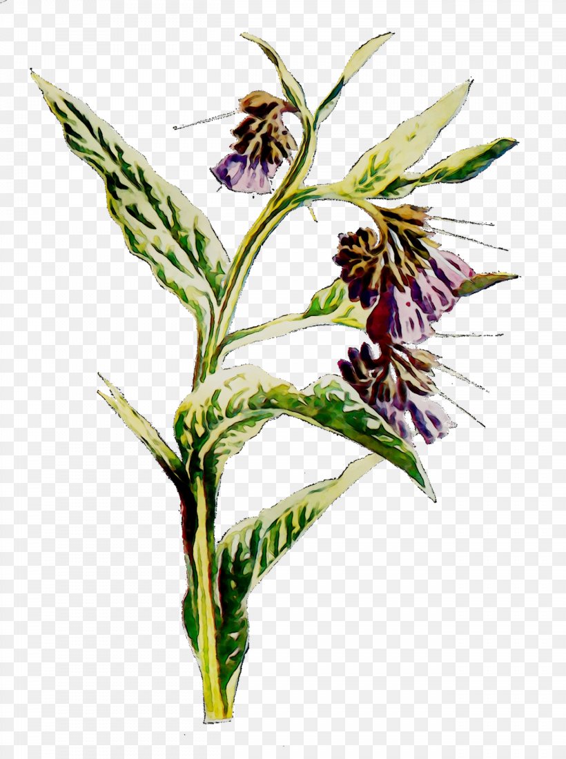 Grasses Flower Plant Stem Commodity Herb, PNG, 1312x1760px, Grasses, Botany, Comfrey, Commodity, Cypripedium Download Free