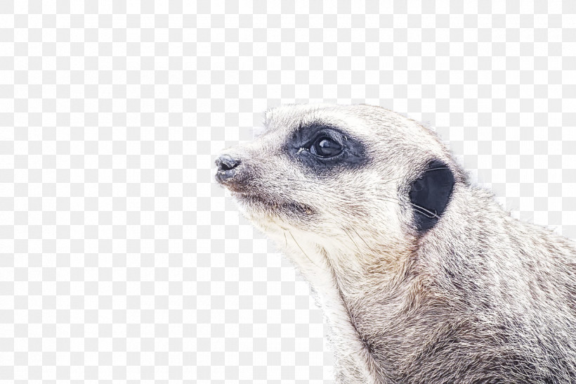 Meerkat Mongoose Snout Whiskers, PNG, 1200x800px, Meerkat, Mongoose, Snout, Whiskers Download Free