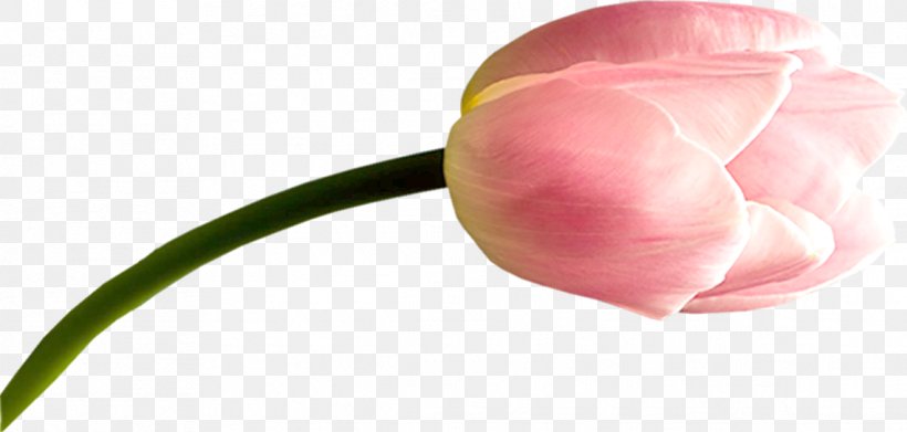Tulip Cut Flowers Bud Plant Stem Petal, PNG, 1141x545px, Tulip, Bud, Close Up, Closeup, Cut Flowers Download Free