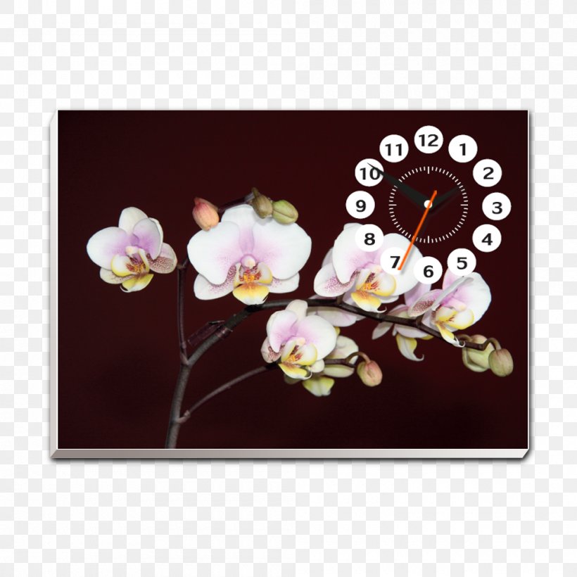 Cherry Blossom Petal ST.AU.150 MIN.V.UNC.NR AD, PNG, 1000x1000px, Blossom, Cherry, Cherry Blossom, Family, Flora Download Free