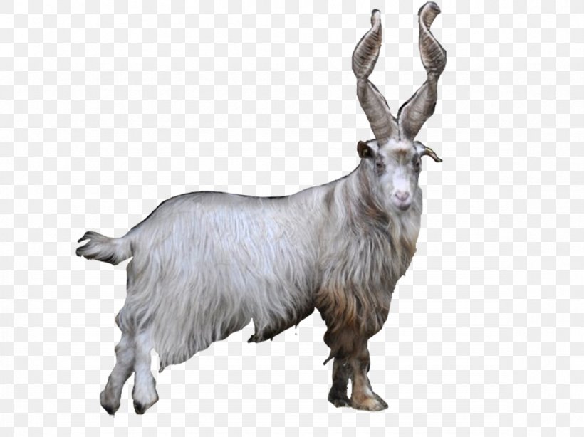 Feral Goat Farma Park Mountain Goat Fur, PNG, 1181x885px, Goat, Animal Figure, Breed, Cow Goat Family, Fauna Download Free