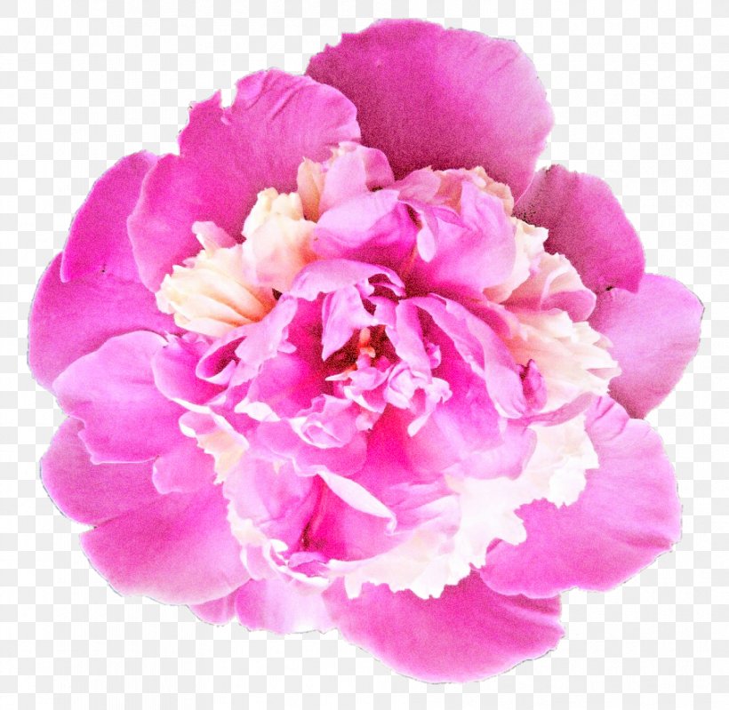 Flowers Background, PNG, 905x882px, Peony, Chinese Peony, Common Peony, Cut Flowers, Family Download Free
