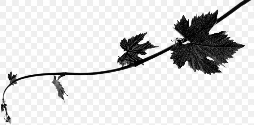 Grape Leaves Flowering Plant Leaf Line Grapevines, PNG, 1559x771px, Grape Leaves, Black M, Blackandwhite, Botany, Branch Download Free