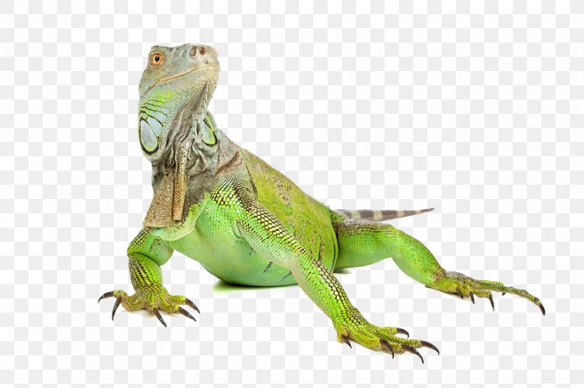 Green Iguana Lizard Reptile, PNG, 900x600px, Green Iguana, Axolotl, Common Iguanas, Fauna, Iguana Download Free