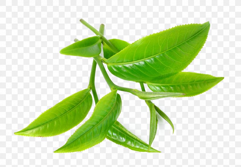 Green Tea Tea Tree Oil Camellia Sinensis, PNG, 2404x1665px, Tea, Camellia Sinensis, Drink, Essential Oil, Extract Download Free