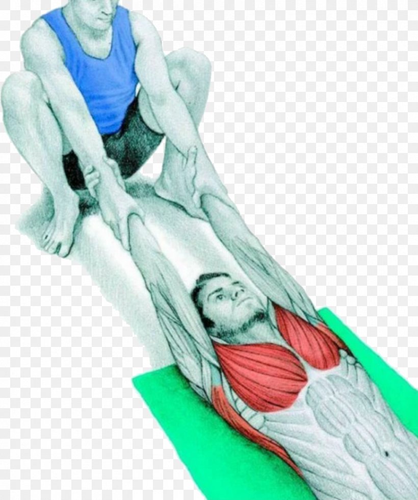 Stretching Muscle Exercise Range Of Motion Flexibility, PNG, 856x1024px, Stretching, Abdominal External Oblique Muscle, Arm, Exercise, Flexibility Download Free