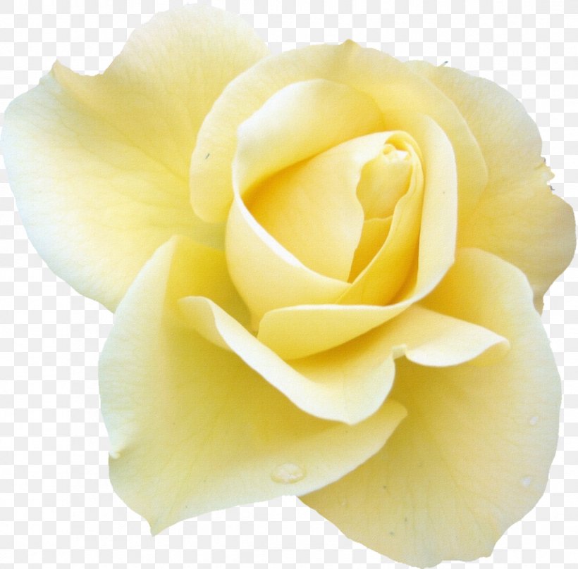 Blue Rose Flower Desktop Wallpaper White, PNG, 1095x1080px, Rose, Art, Blue Rose, Close Up, Cut Flowers Download Free