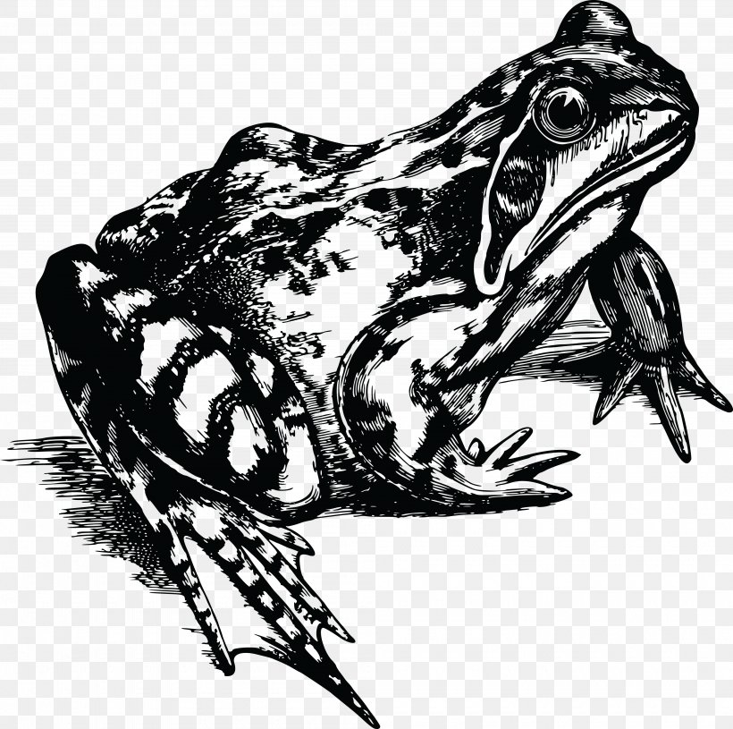 Common Frog Toad Rubber Stamp T-shirt, PNG, 4000x3976px, Frog, Amphibian, Art, Black And White, Common Frog Download Free