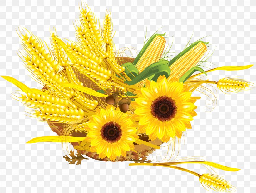 Common Sunflower Maize Cereal Wheat Press Cake, PNG, 6160x4643px, Common Sunflower, Cereal, Cut Flowers, Daisy Family, Dandelion Download Free