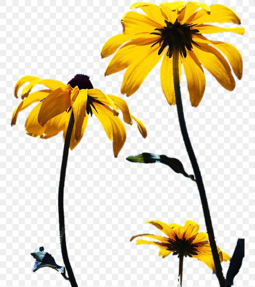 Cut Flowers Plant Stem Clip Art, PNG, 754x922px, Flower, Blog, Cut Flowers, Daisy, Daisy Family Download Free