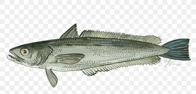 Fish Merluccius Merluccius Seafood Hake Herring, PNG, 1502x725px, Fish, Anchovy, Atlantic Mackerel, Bonito, Bony Fish Download Free