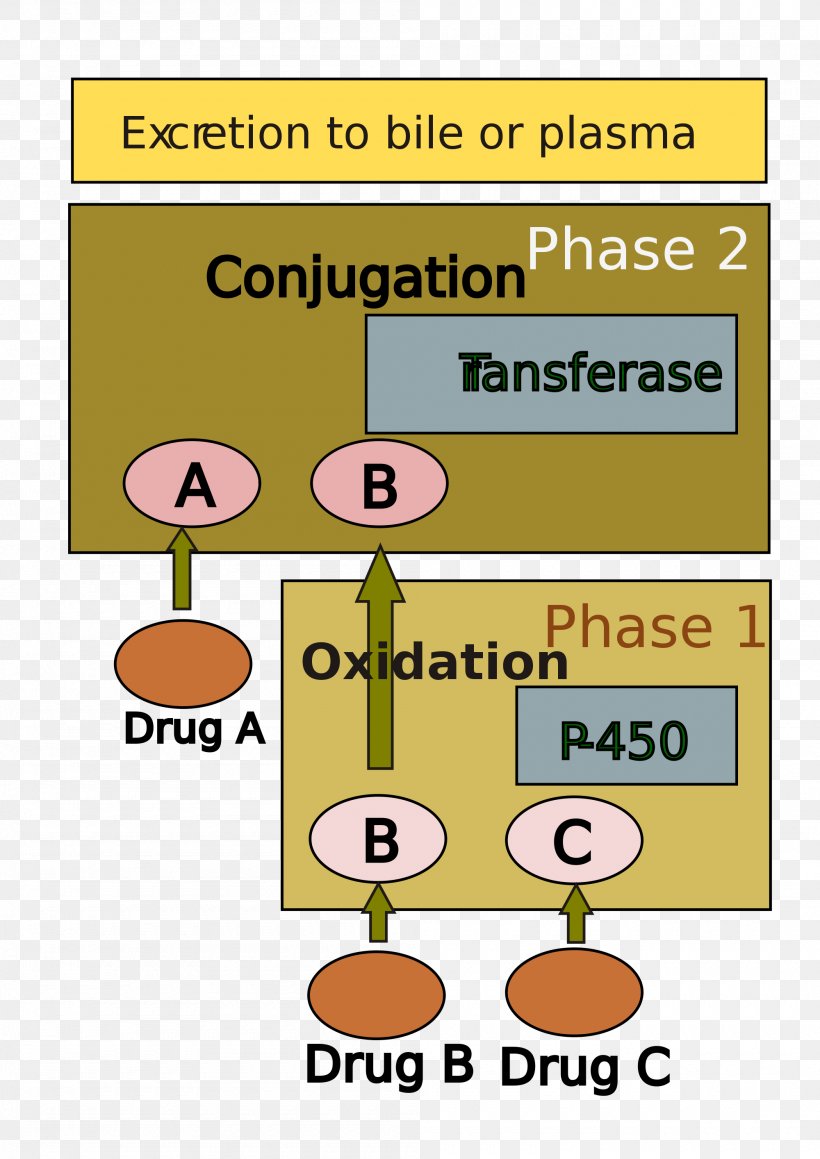 Drug Metabolism Liver Hepatotoxicity Glucuronic Acid, PNG, 2000x2828px, Drug Metabolism, Acetaminophen, Area, Biotransformation, Carbohydrate Metabolism Download Free