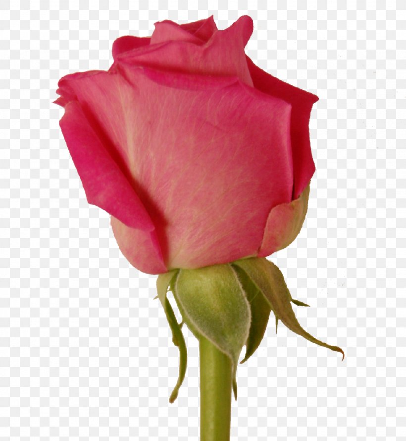 Garden Roses Cabbage Rose Floribunda Cut Flowers Petal, PNG, 1024x1111px, Garden Roses, Bud, Cabbage Rose, China Rose, Chinese Cuisine Download Free