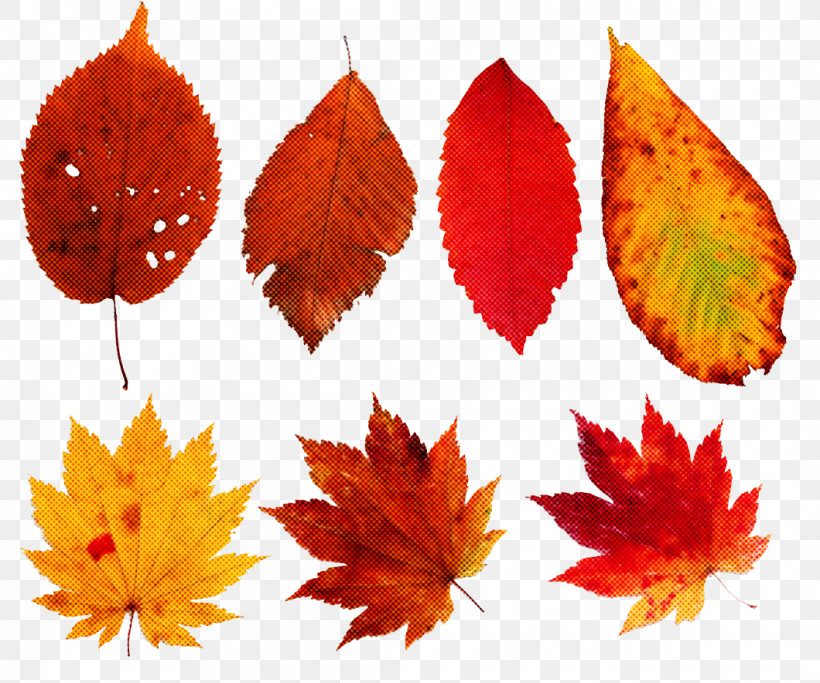 Maple Leaf, PNG, 1060x884px, Leaf, Autumn, Black Maple, Deciduous, Maple Leaf Download Free