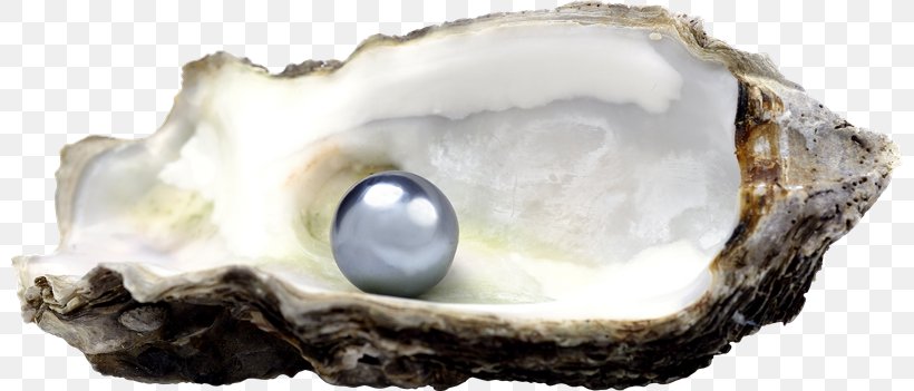 Pearl Jewellery Oyster Bivalvia Stock Photography, PNG, 800x351px, Pearl, Bivalvia, Clams Oysters Mussels And Scallops, Crystal, Gemstone Download Free