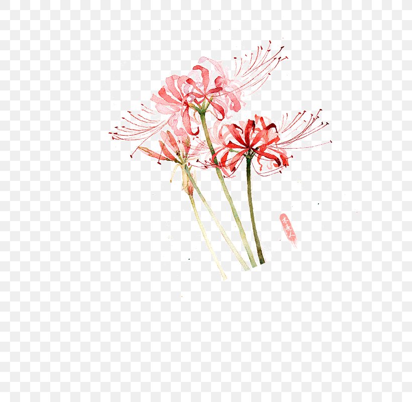 red spider lily drawing