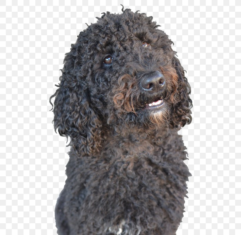 Standard Poodle Irish Water Spaniel American Water Spaniel Barbet Spanish Water Dog, PNG, 513x800px, Standard Poodle, American Water Spaniel, Barbet, Carnivoran, Cockapoo Download Free