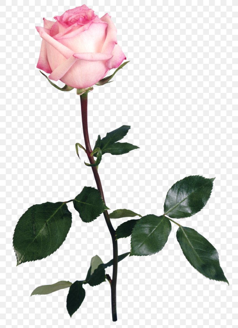 Flower Garden Roses Beach Rose Pink, PNG, 800x1130px, Flower, Art, Beach Rose, Blue Rose, Branch Download Free