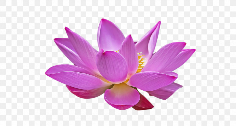 Lotus Flower Summer Flower, PNG, 1698x910px, Lotus Flower, Cut Flowers, Floral Design, Flower, Green Download Free