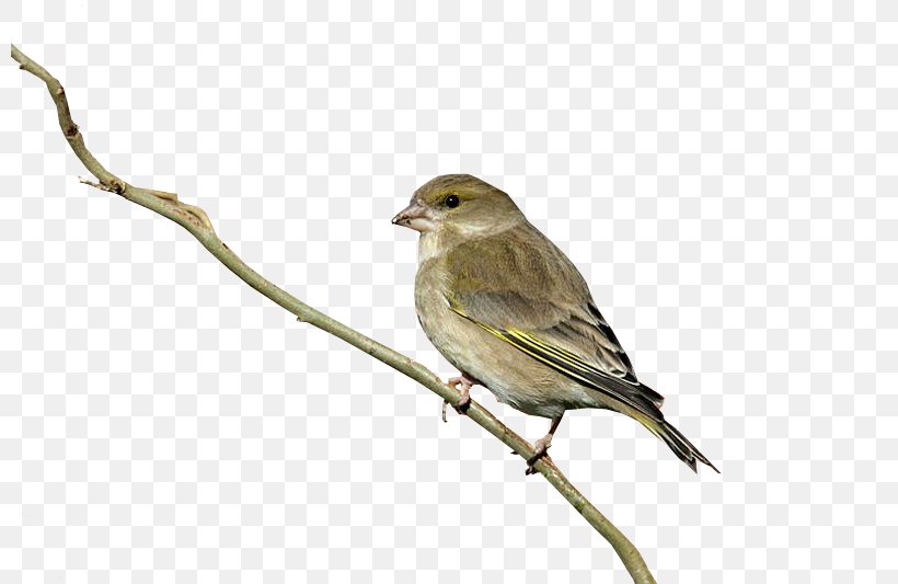 Bird House Sparrow Finch Columbidae, PNG, 800x533px, Bird, Beak, Branch, Columbidae, Emberizidae Download Free