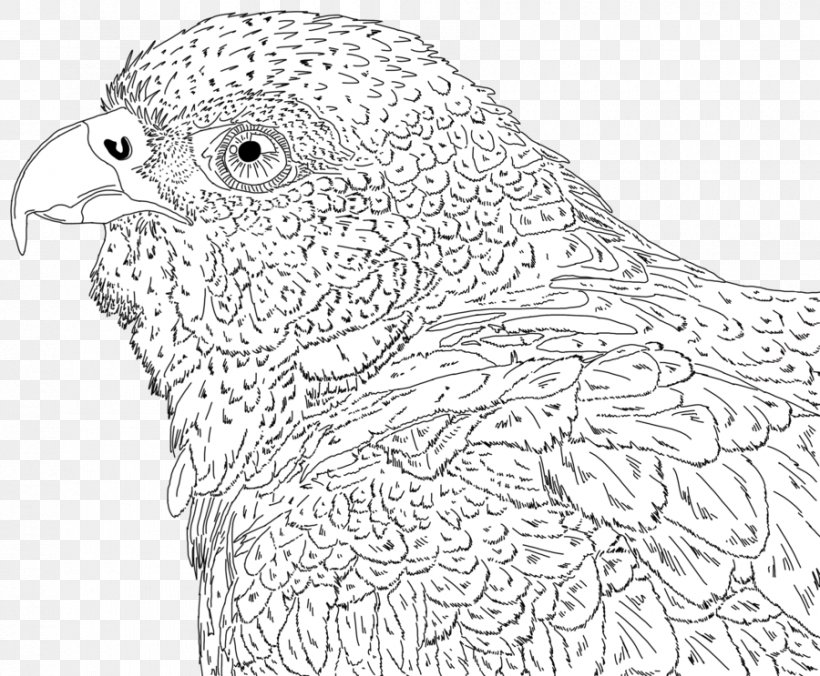 Chicken Line Art Drawing Beak Feather, PNG, 900x743px, Chicken, Artwork, Beak, Bird, Black And White Download Free