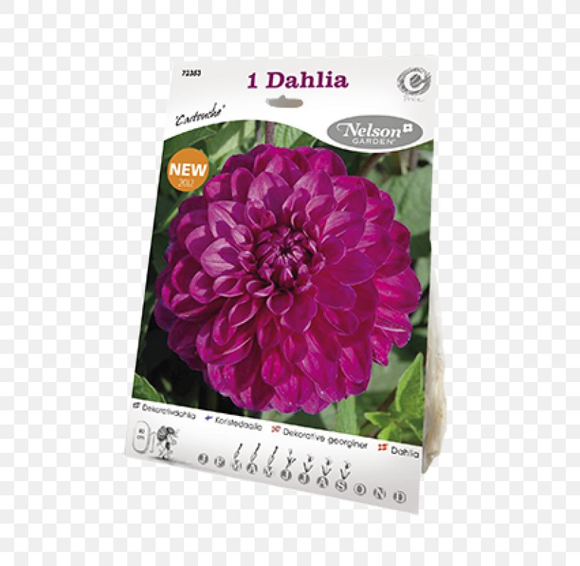 Dahlia Pink M, PNG, 800x800px, Dahlia, Flower, Flowering Plant, Magenta, Petal Download Free