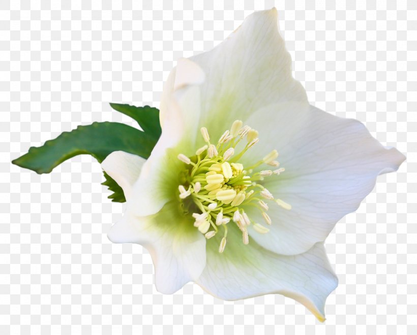 Cut Flowers Blog, PNG, 1485x1196px, Flower, Blog, Cut Flowers, Flowering Plant, Herbaceous Plant Download Free