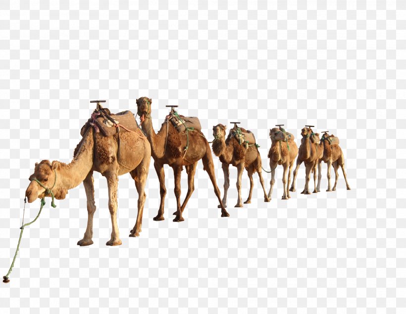 Dromedary Bactrian Camel Clip Art, PNG, 1971x1523px, Dromedary, Arabian Camel, Bactrian Camel, Camel, Camel Like Mammal Download Free
