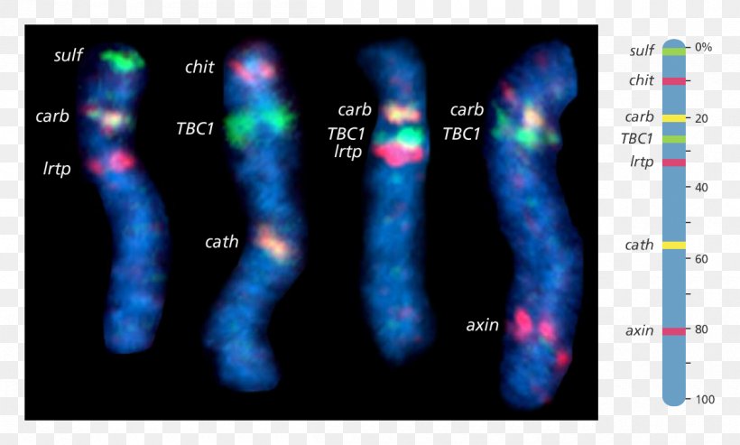 Human Genome Project Fluorescence In Situ Hybridization Chromosome Gene Mapping, PNG, 1200x722px, Human Genome Project, Chromosome, Display Device, Dna, Fluorescence Download Free