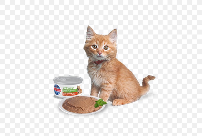 Kitten Whiskers Domestic Short-haired Cat Cat Food, PNG, 552x552px, Kitten, Carnivoran, Cat, Cat Behavior, Cat Food Download Free