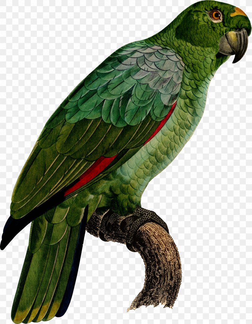 Parrot Macaw Clip Art Parakeet Beak, PNG, 1847x2378px, Parrot, Beak, Bird, Common Pet Parakeet, Drawing Download Free
